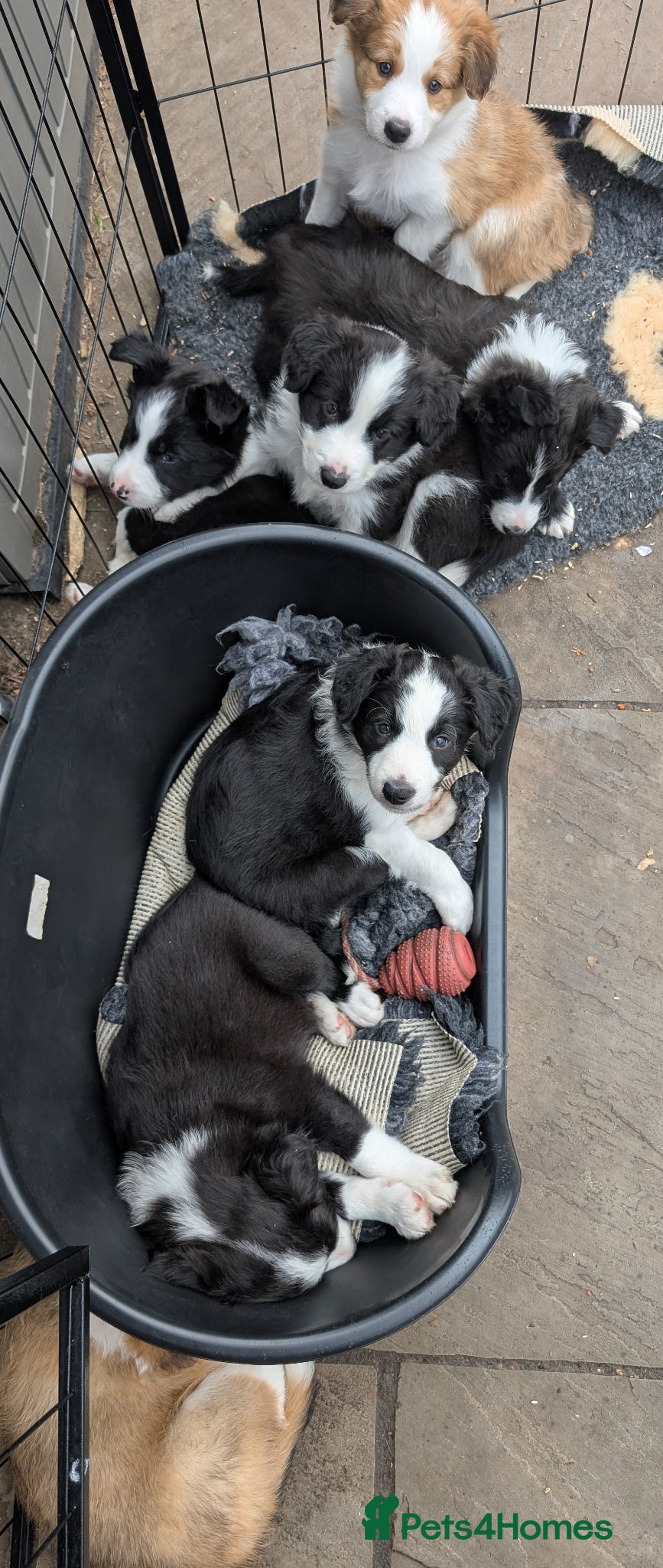 Border Collie dogs Seal & Sable Border Collie litter - Advert 2