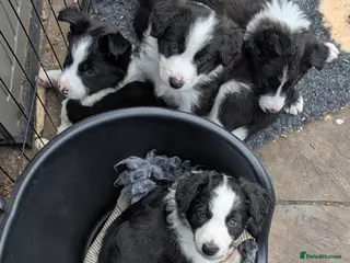 Border Collie dogs Seal & Sable Border Collie litter - Advert 2