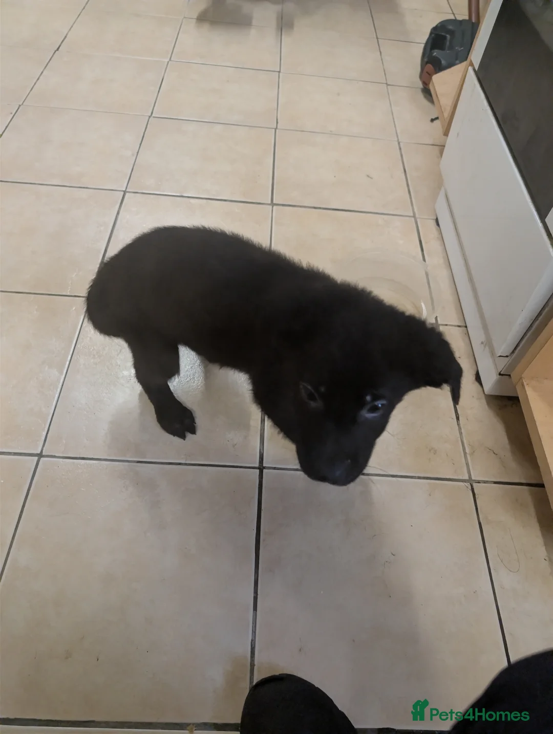 Mixed Breed dogs for sale: Cane corso x German shepherd pups  - Advert 29