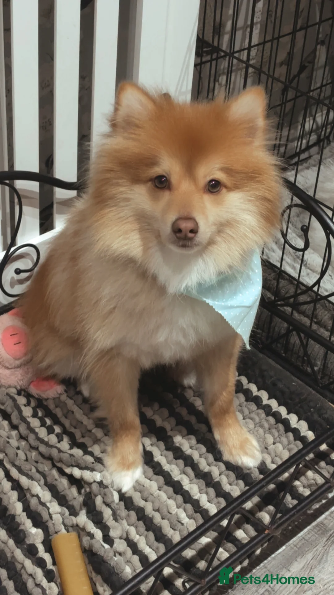 German Spitz dogs for sale: Beautiful small red male (Bruce ) in Barnsley - Advert 2