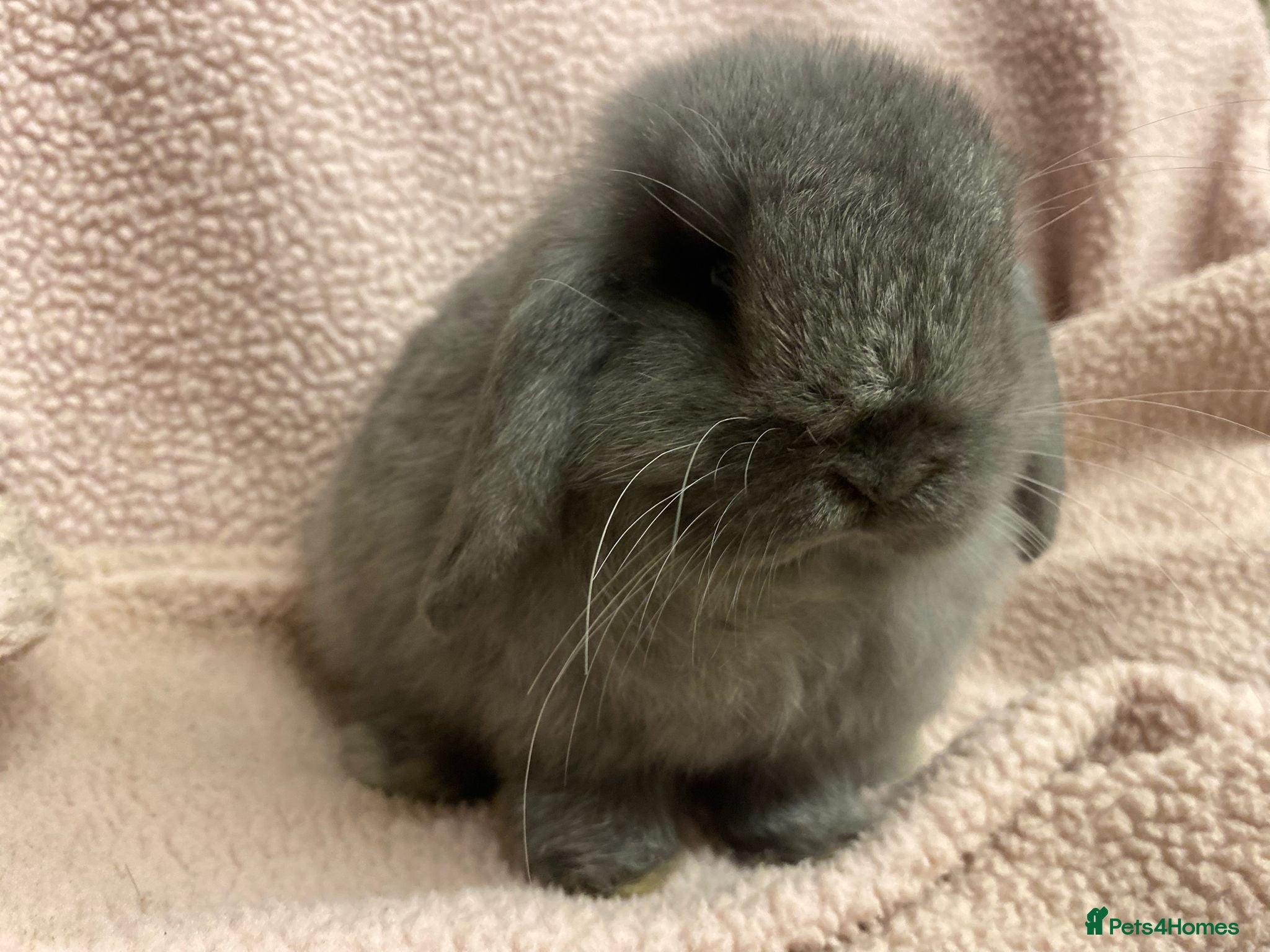 Mini Lop rabbits Mini lop   - Advert 13