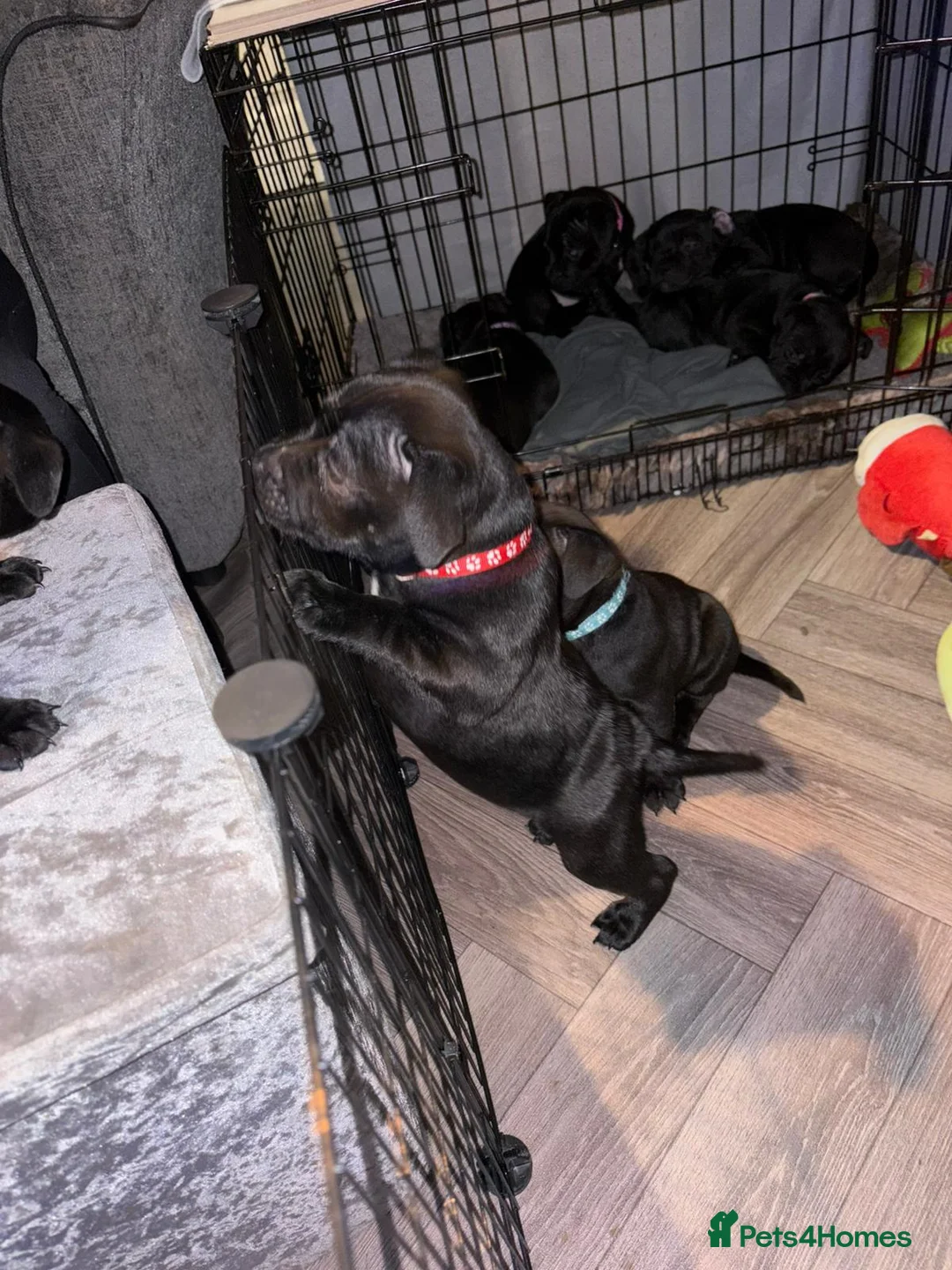 Staffordshire Bull Terrier dogs for sale: Staffordshire bullterrier (LAST 1 ) ready to go - Advert 18