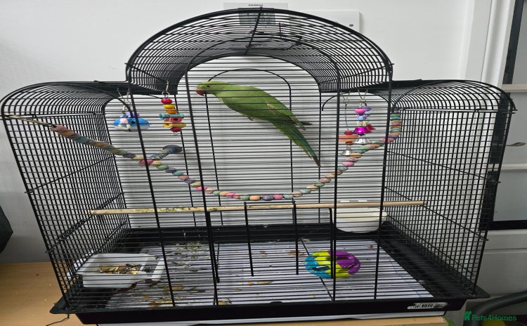 Ringnecks birds - Advert 4