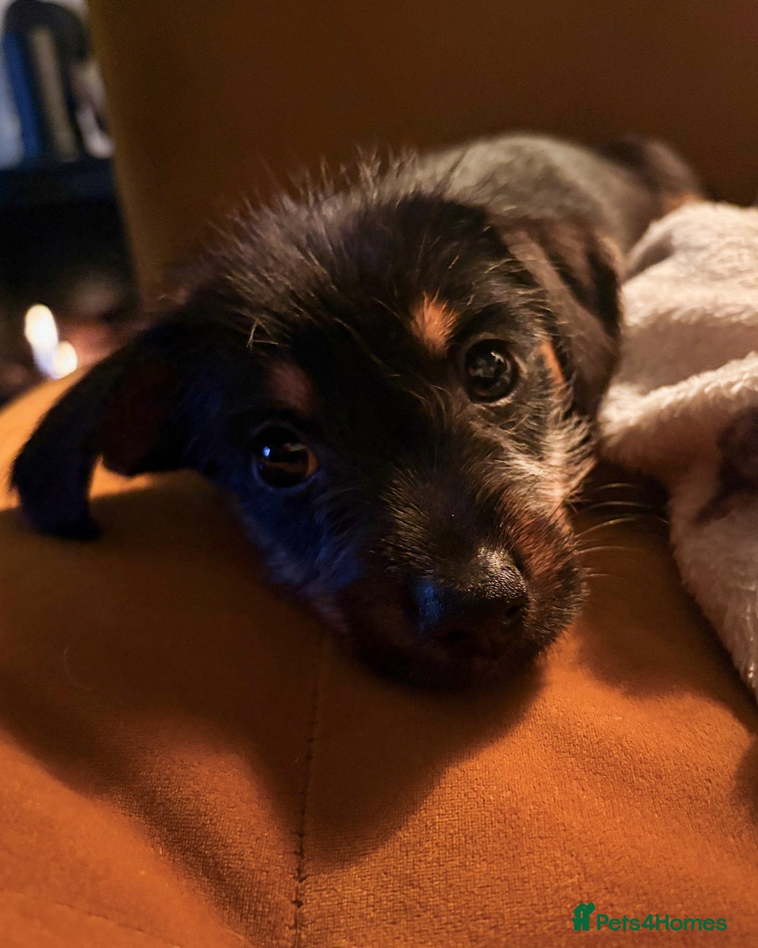 Mixed Breed dogs for sale: Daxijax/Jackshund/Dachshund/Jack - READY TO GO - Advert 14