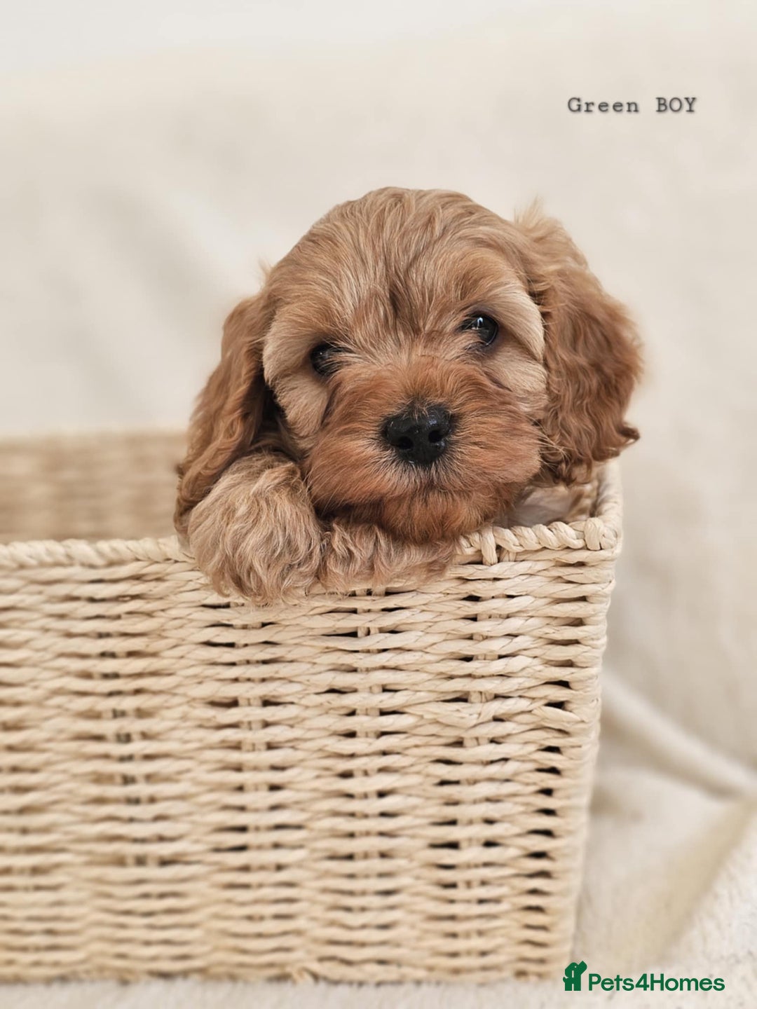 Cavapoo dogs for sale: Adorable F1b Cavapoo Puppies Ready from 20th Sept - Image 14