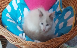 Ragdoll cats for sale: RAGDOLL BICOLOUR BOY BLUE EYES READY NOW! - Image 13