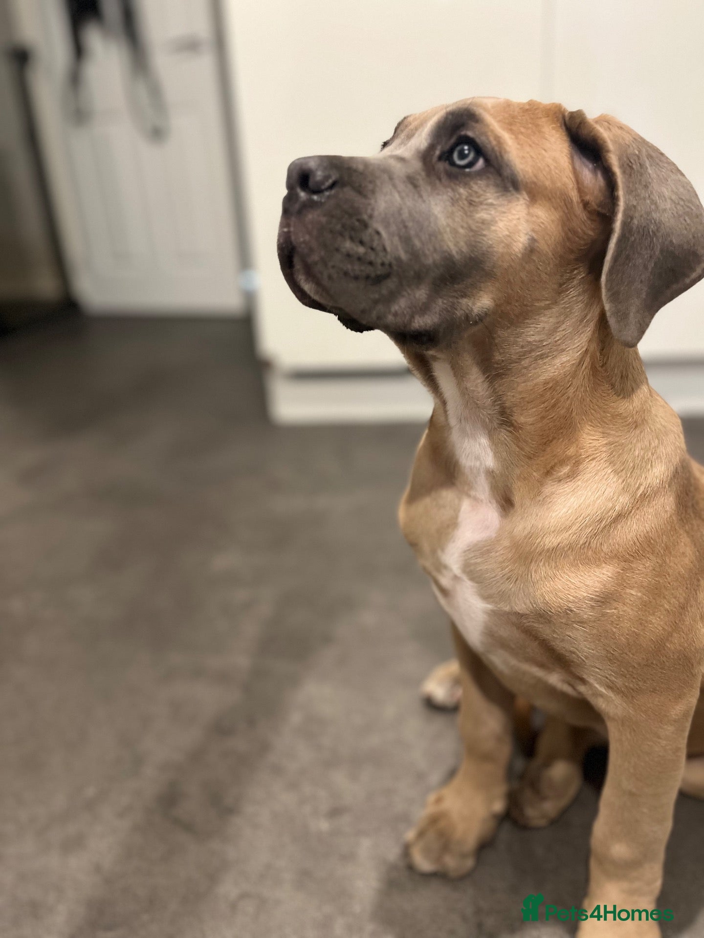 Cane Corso dogs Formentino Cane Corso Girl | X Man bloodline - Advert 1