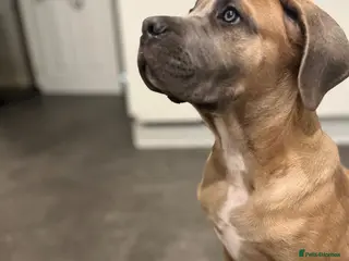 Cane Corso dogs Formentino Cane Corso Girl | X Man bloodline - Advert 1