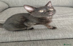 Mixed Breed cats for sale: Kittens - Image 4
