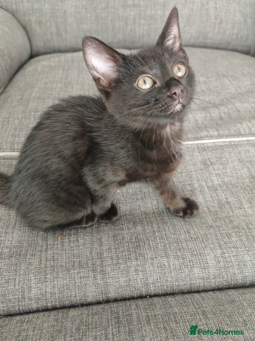 Mixed Breed cats for sale: Kittens - Image 4