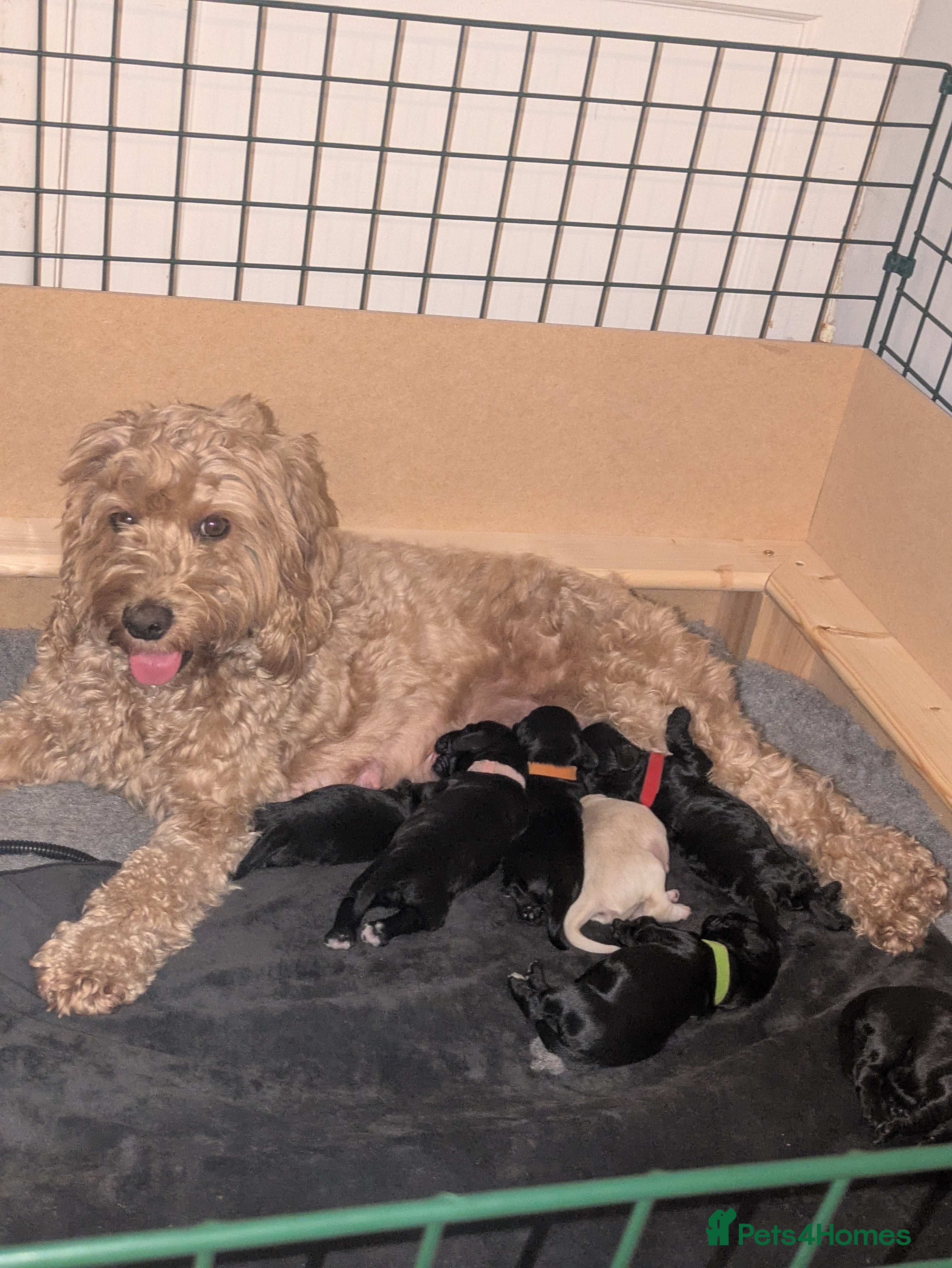 Cockapoo dogs F2 cockapoo puppies for sale . - Advert 1
