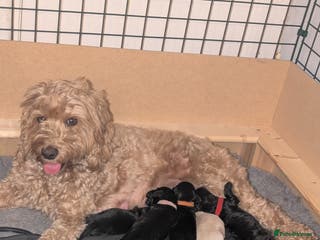 Cockapoo dogs F2 cockapoo puppies for sale . - Advert 1