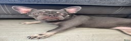 French Bulldog dogs for sale: Ochi - The frenchie  - Advert 4