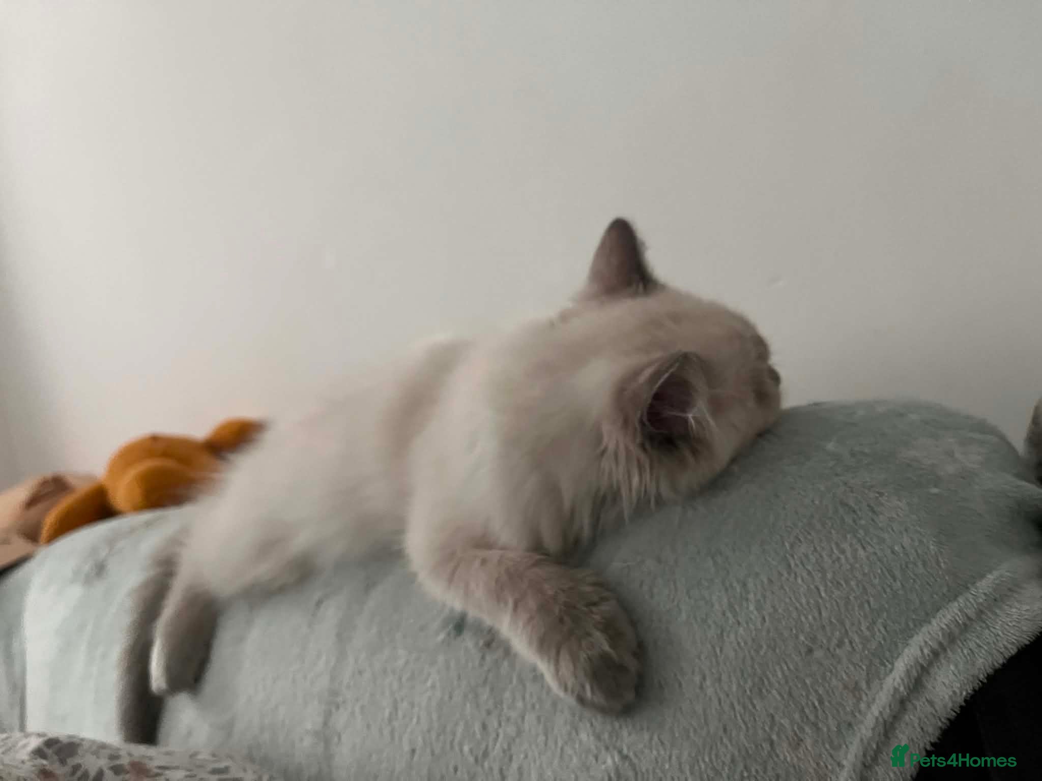 Ragdoll cats GCCF Blue Point Ragdoll Boys Ready Now - Advert 2