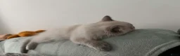 Ragdoll cats for sale: GCCF Blue Point Ragdoll Boys Ready Now - Advert 2