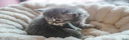 Maine Coon cats for sale: Gorgeous Mainecoon kittens ready 10th June  - Advert 4