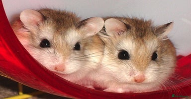 Hamster rodents - Advert 5