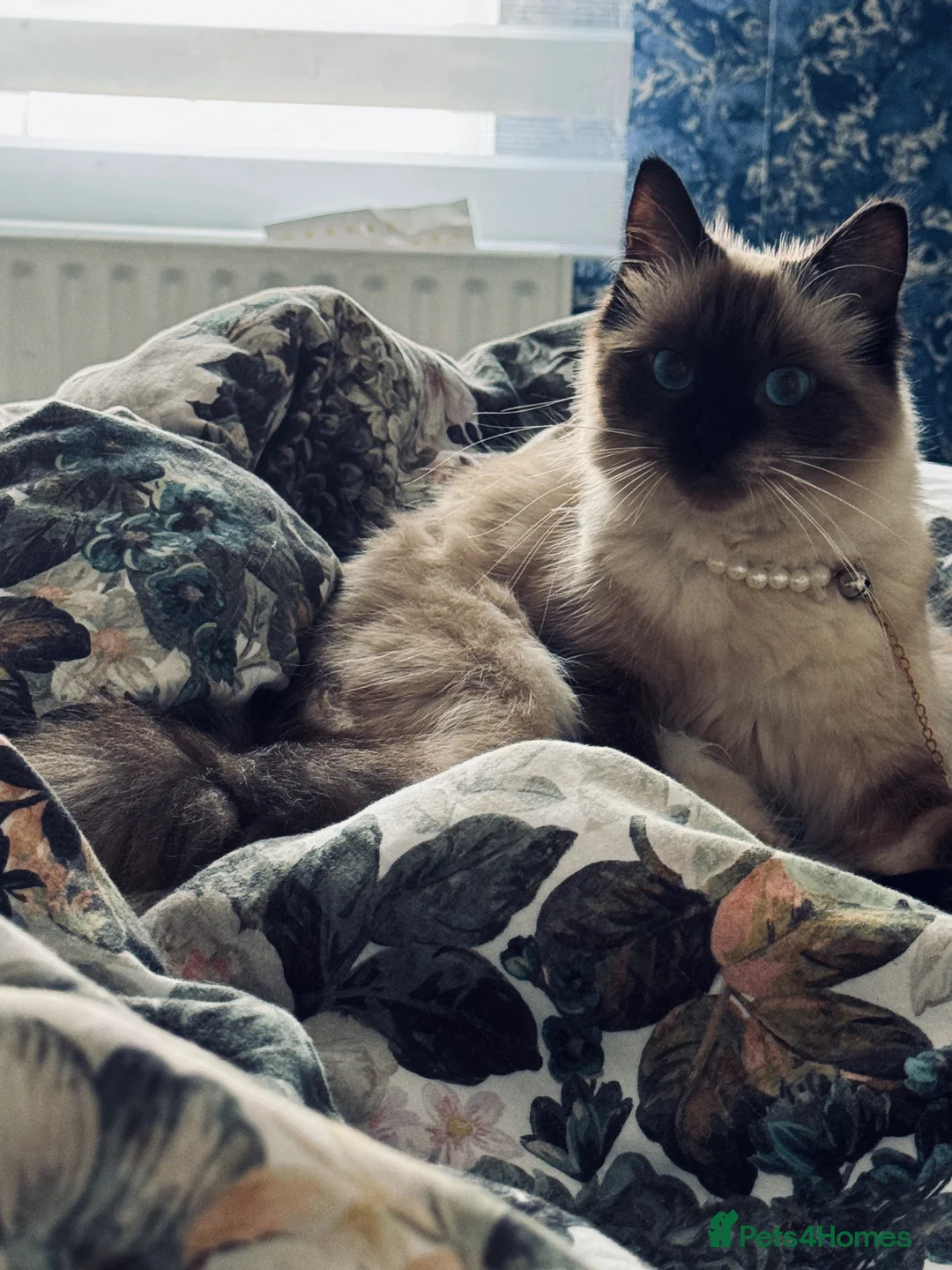 Ragdoll cats for sale: Ragdoll kittens - Advert 2