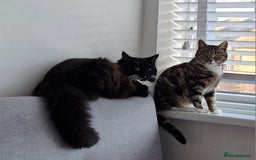 Maine Coon cats for sale: Tuxedo Maine Coon male 1yr - Image 5