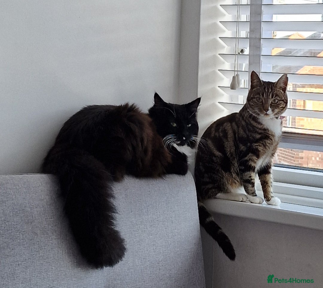 Maine Coon cats for sale: Tuxedo Maine Coon male 1yr - Image 5