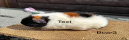 Guinea Pig rodents for sale: Guinea pigs - Advert 4