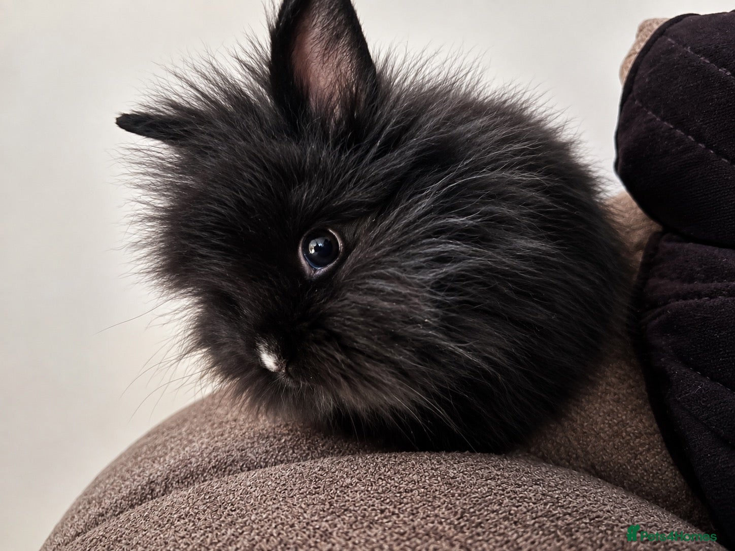 Lionhead rabbits 2 Female lion heads with everything you need - Advert 2