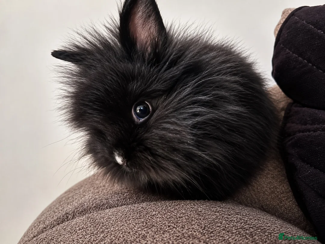 Lionhead rabbits for sale: 2 Female lion heads with everything you need in Burnley - Advert 2