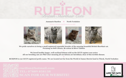 British Shorthair cats for sale:  GCCF registered BSH kittens Available  - Image 5