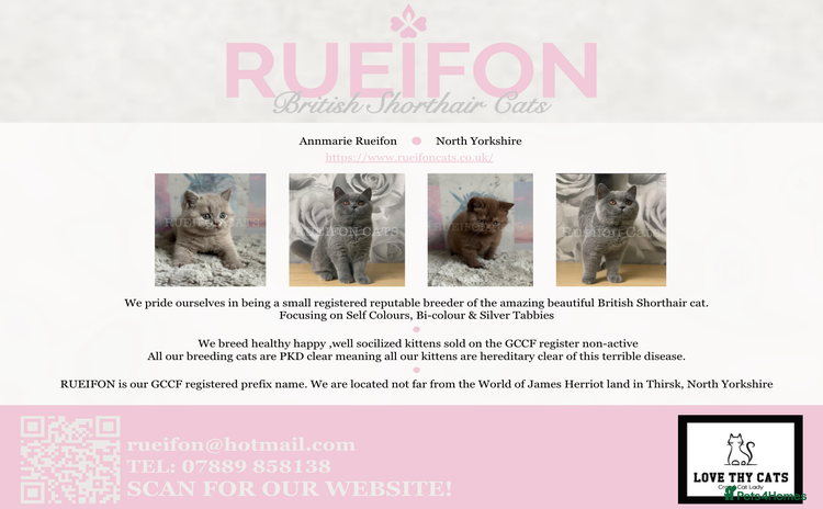 British Shorthair cats - Advert 9