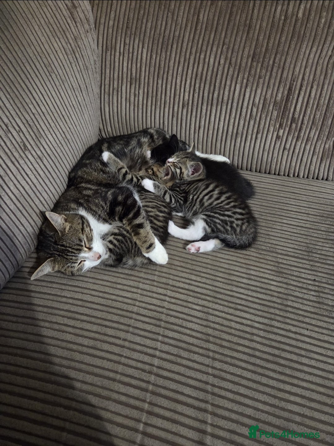 Domestic Shorthair cats Beautiful Kittens  - Advert 5