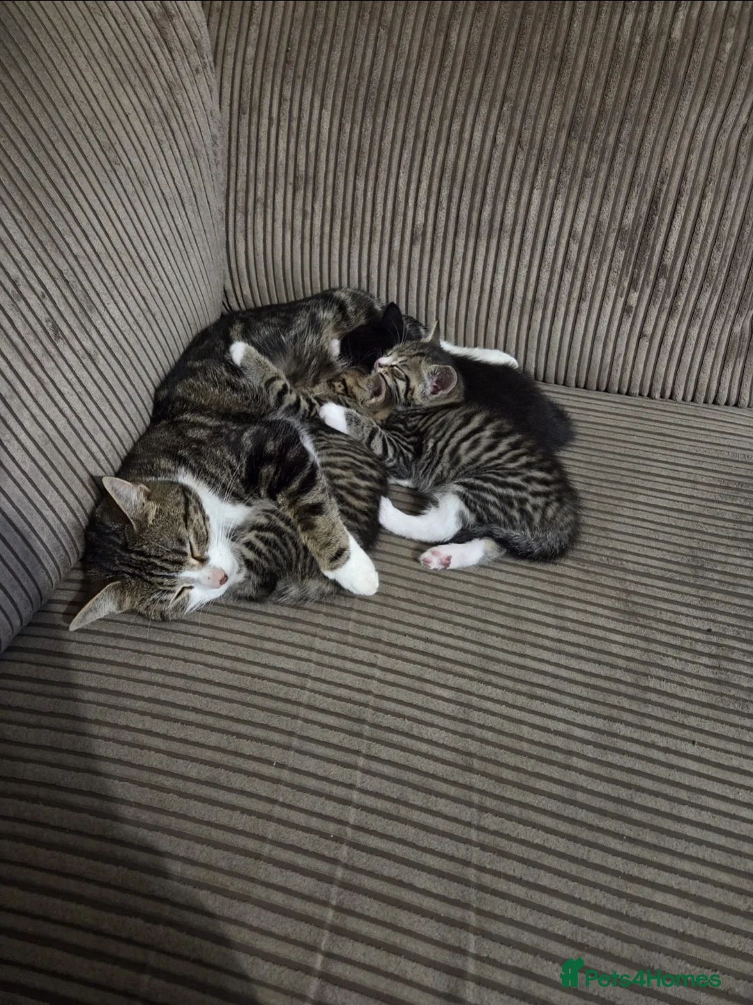 Domestic Shorthair cats for sale: Beautiful Kittens  - Advert 1