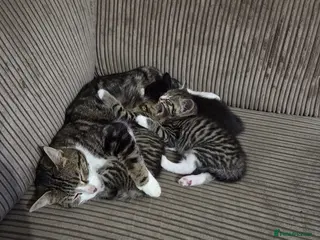 Domestic Shorthair cats Beautiful Kittens - Advert 5