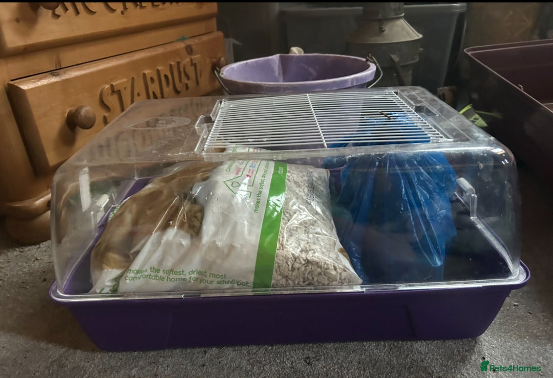 Hamster rodents for sale: Full hamster/mouse cage and setup  - Image 14