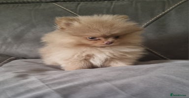 Pomeranian dogs - Advert 6