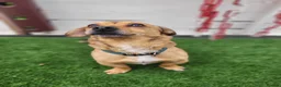 Mixed Breed dogs for adoption: Monty - 6 Years Old, Male, Terrier Mix - Advert 4