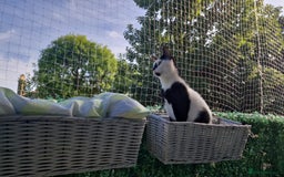 Arabian Mau cats for sale: Meet beautiful Tuxie ❤️ - Image 10