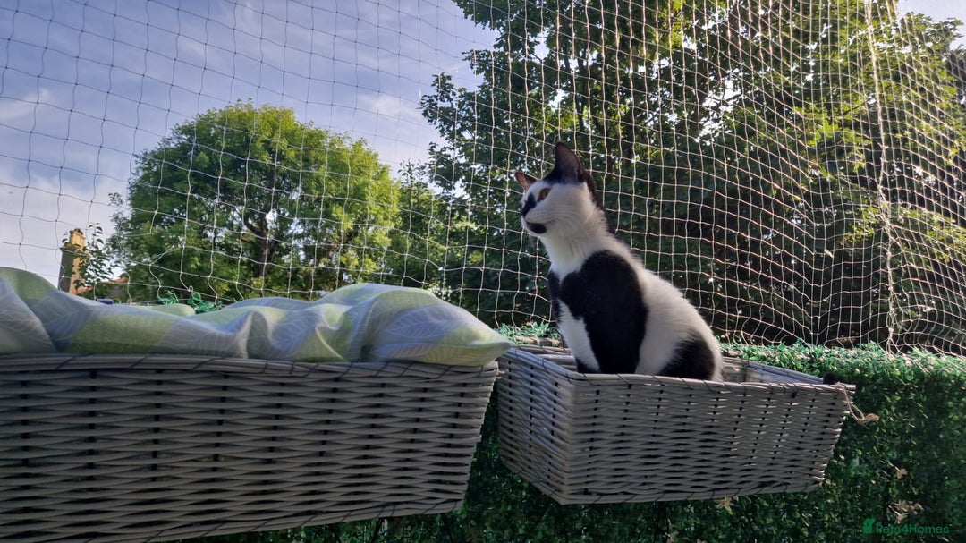 Arabian Mau cats for sale: Meet beautiful Tuxie ❤️ - Image 10