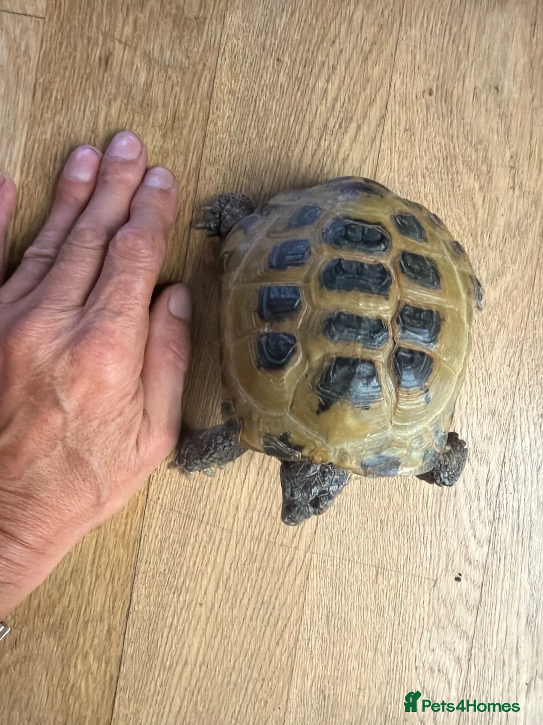 Tortoise reptiles for sale: Tortoise  in Leicester - Advert 2