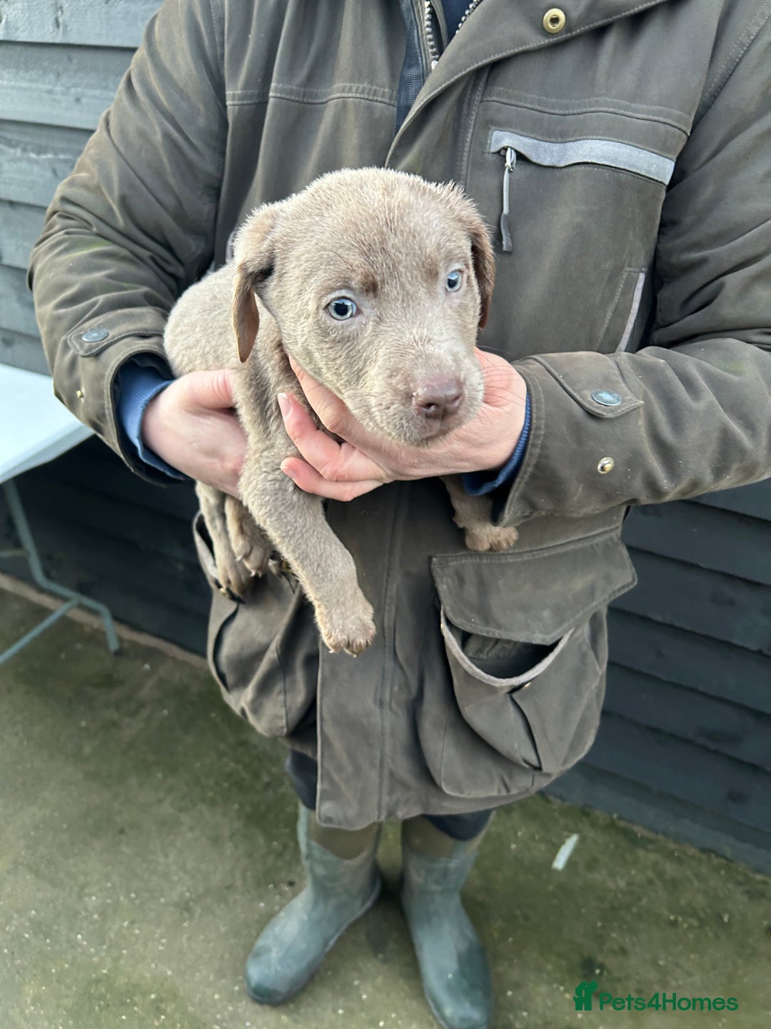 Labrador Retriever dogs for sale: Labrador puppies  - Advert 15