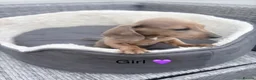 Miniature Dachshund dogs for sale: Beautiful dachshund babies  in Stafford - Advert 15