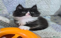 Maine Coon cats for sale: Stunning GCCF Maine Coon babies - Image 7