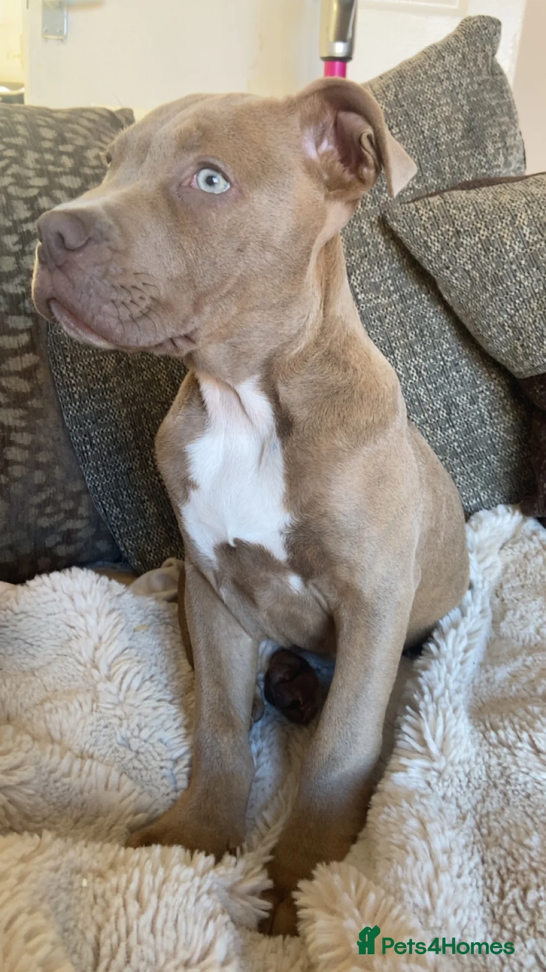 Mixed Breed dogs for sale: Staffy/lab puppy in Bishop Auckland - Advert 4