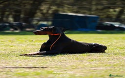 Dobermann dogs for stud: Working European Doberman Stud  - Image 2
