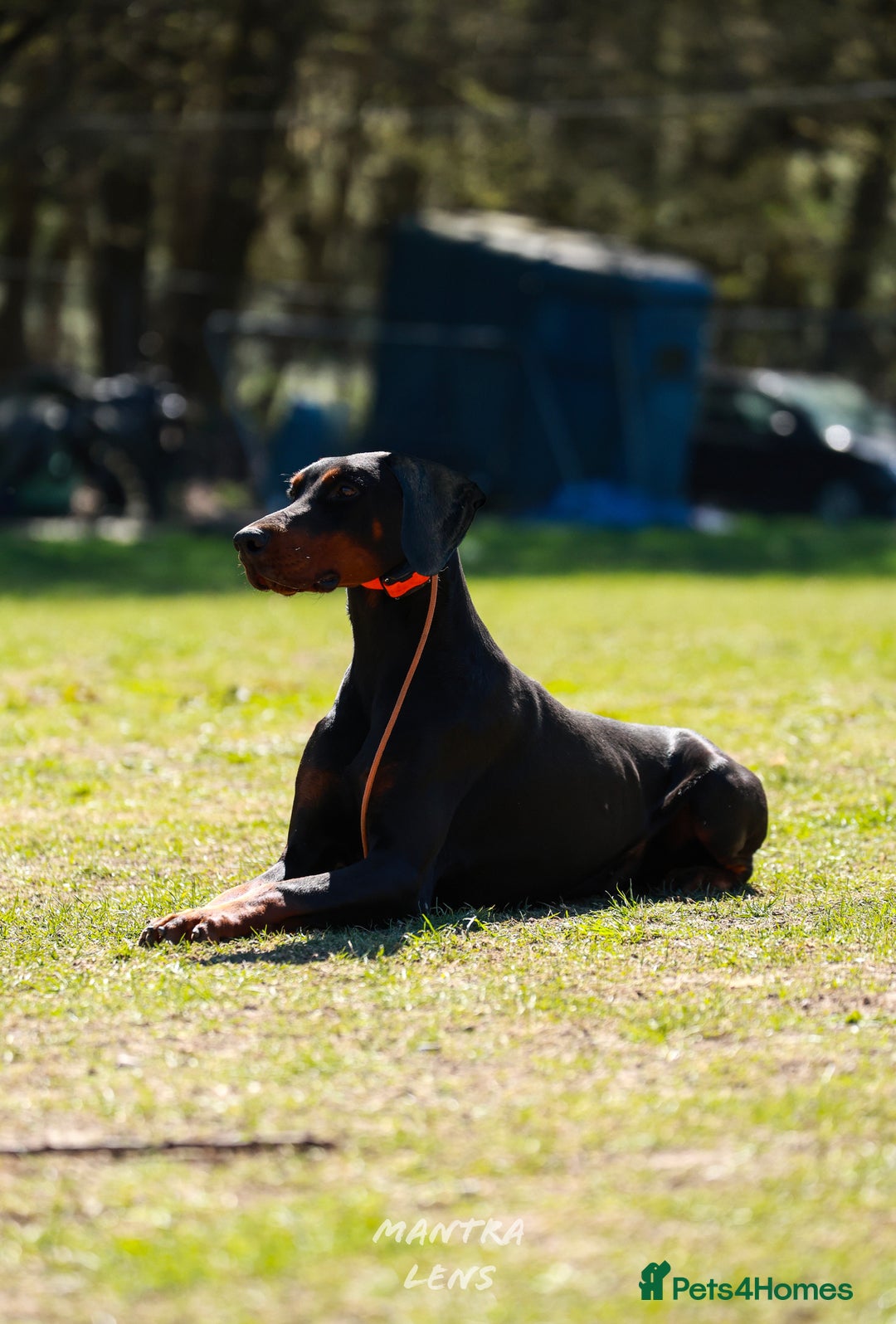 Dobermann dogs for stud: Working European Doberman Stud  - Image 2