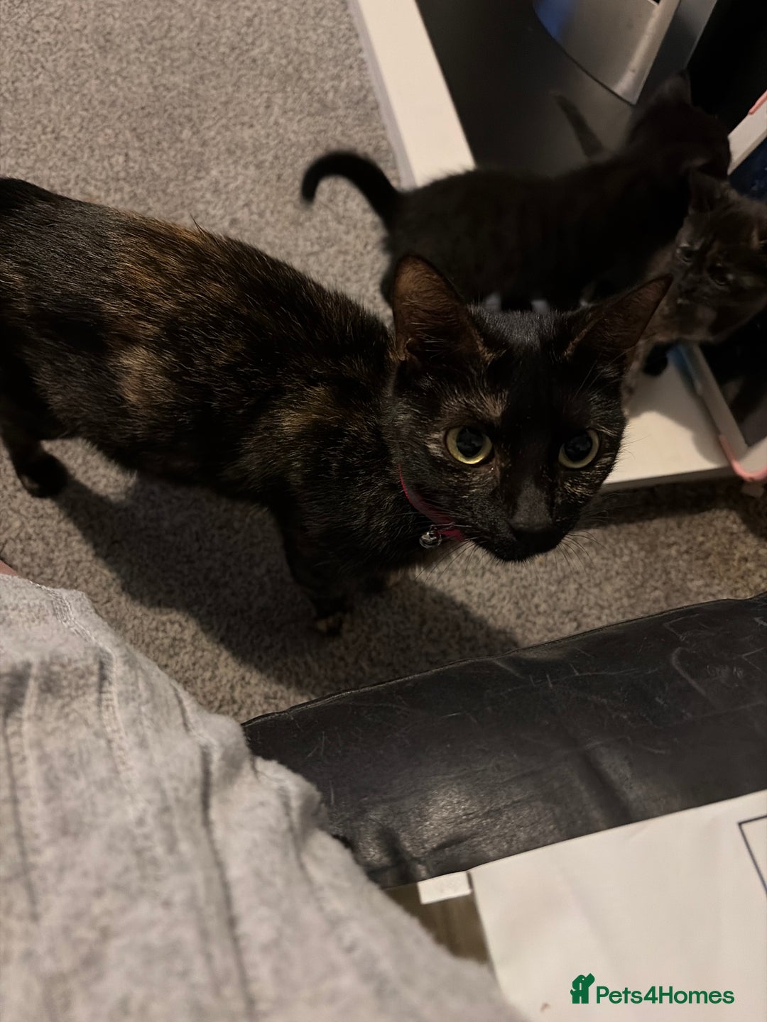 Mixed Breed cats for sale: Kittens for sale  - Advert 1