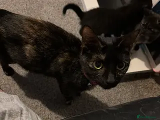 Mixed Breed cats Kittens for sale - Advert 8