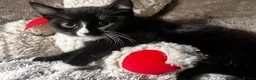 Mixed Breed cats for sale: Adorable tabby kittens  - Advert 12