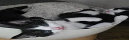 Mixed Breed cats for sale: Adorable Black & White Kittens for Sale 🐾 - Advert 5