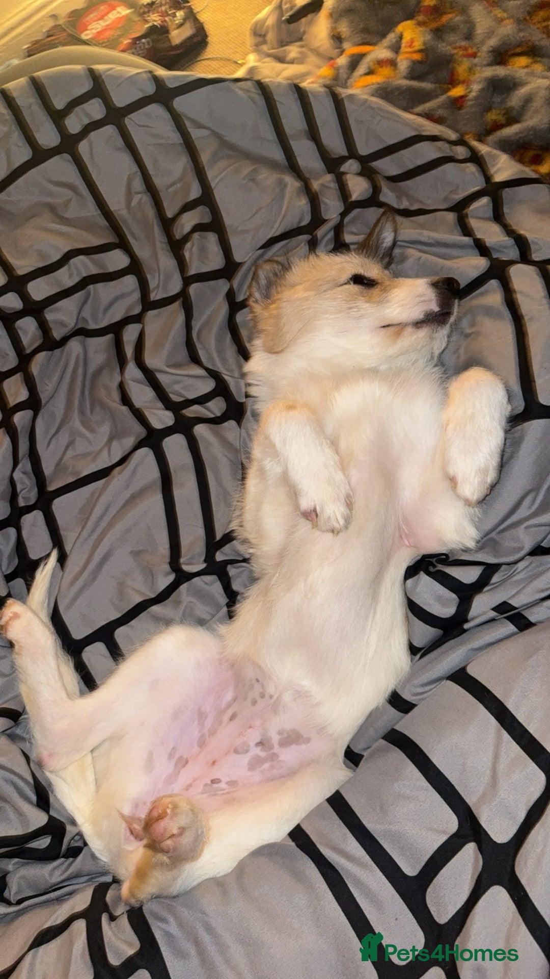 Mixed Breed dogs for adoption: Pumpkin for adoption!  - Advert 3