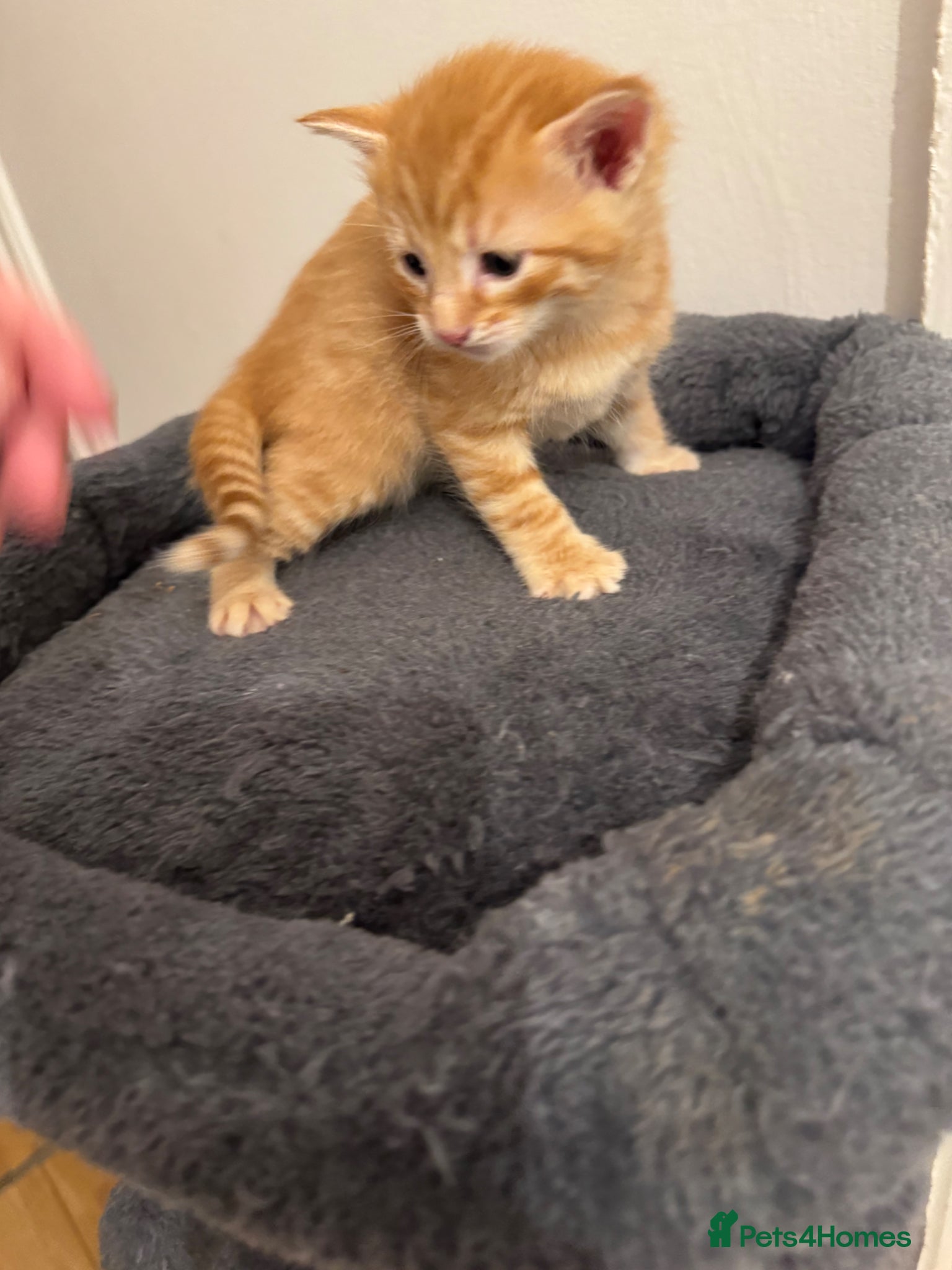 American Shorthair cats for sale: Ready To Leave Today please read full advert pleas - Advert 31